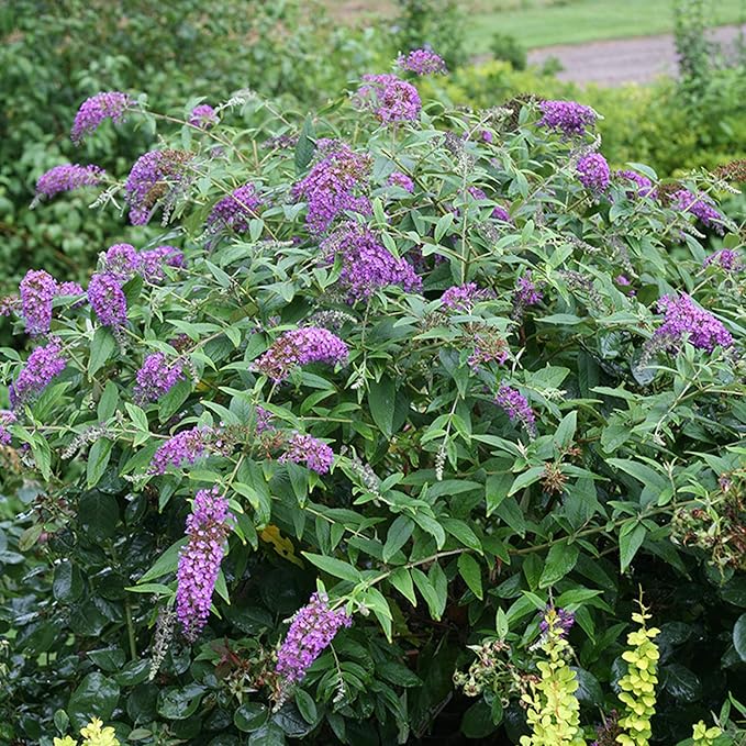 Purple Butterfly Bush Seeds - Buddleia Davidii, Fragrant & Fast-Growing, Attracts Butterflies, Drought Tolerant Deciduous Shrub for Garden Bed - 50 Pcs