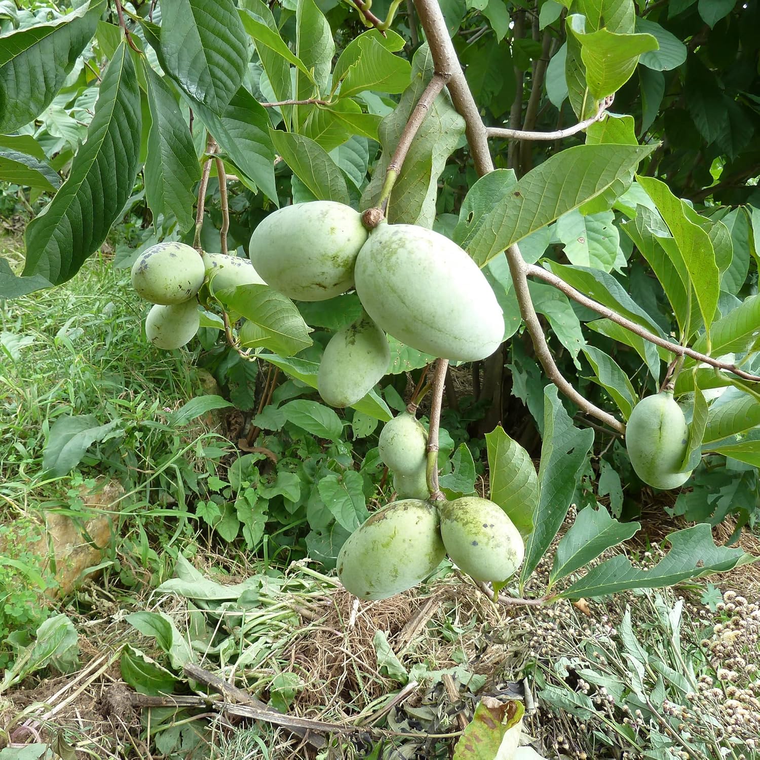 Asimina Triloba Papayasamen | Essbarer Obstbaum mit geringem Pflegeaufwand | Duftend, auffällig, verträgt feuchten Boden