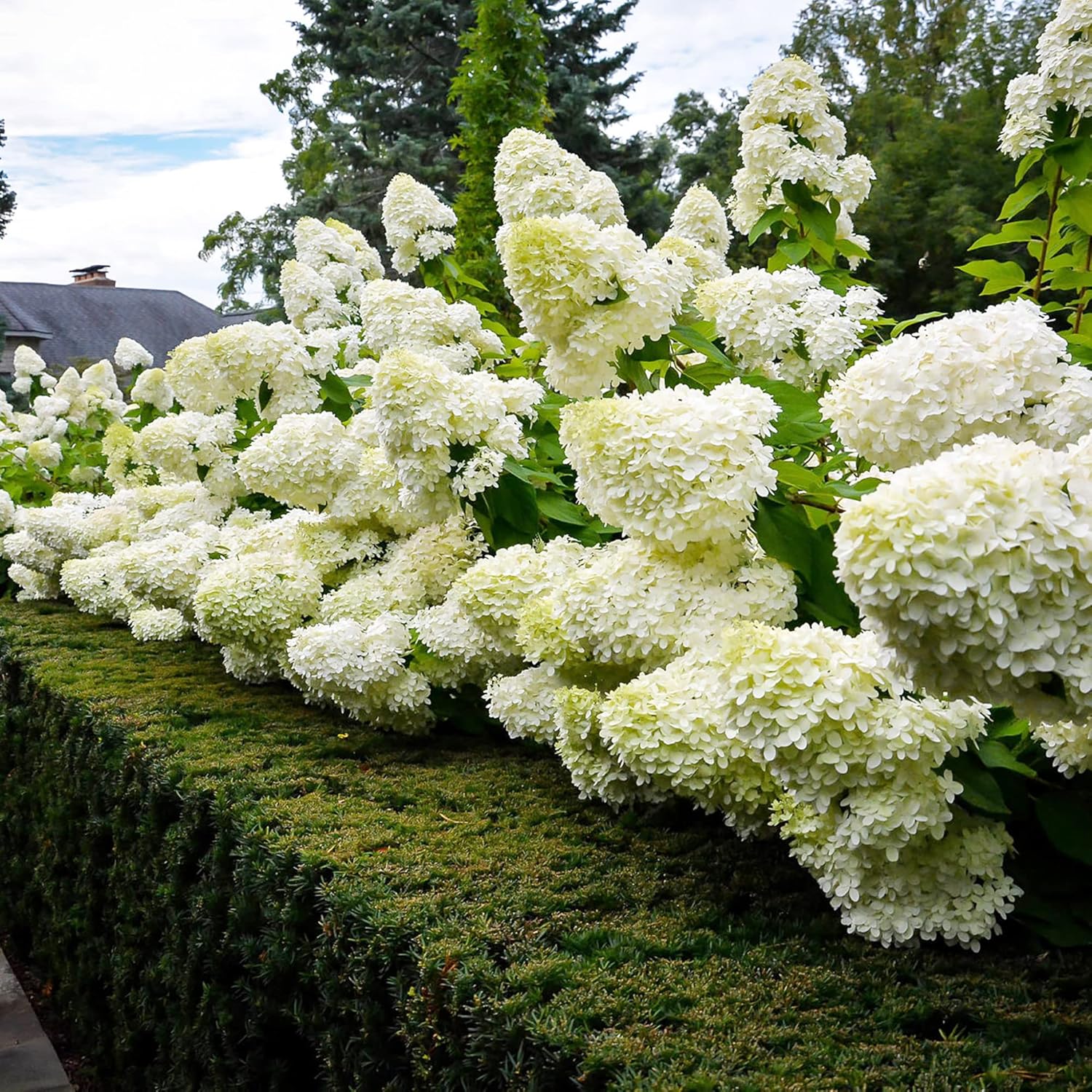 Hydrangea Paniculata Seeds - Peegee Hydrangea, Fast Growing, Attracts Pollinators, Perfect for Beds, Borders, Patio, Outdoor - 50Pcs Flowering Shrub Seeds