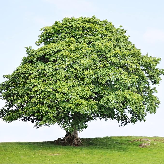 Sycamore Tree Seeds for Planting, Fast Growing and Hardy