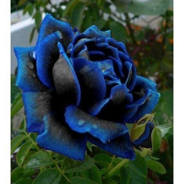 Midnight Supreme Rose Flower Seeds for Planting â€“ 100 pcs - Flower seeds