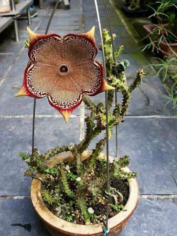 Edithcolea Grandis Seeds – Persian Carpet Flower for Unique Planting - Flower Seeds