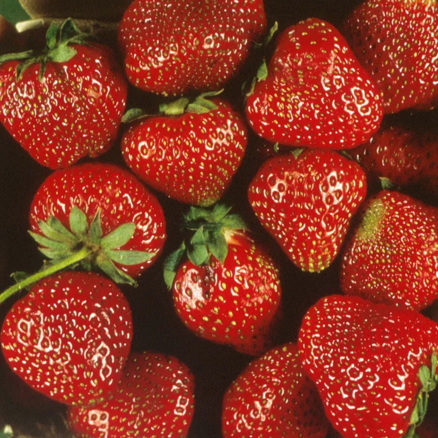 Ogallala Strawberry Seeds for Planting – Everbearing, Hardy & Sweet Berries