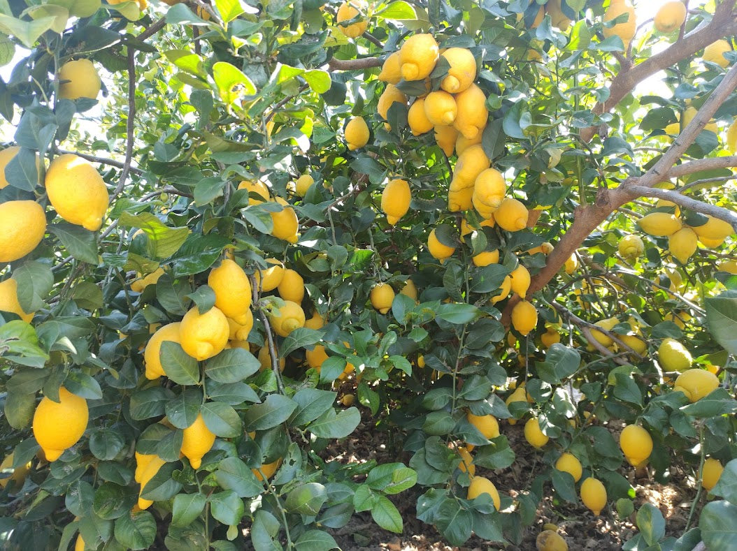 Verna Lemon Seeds for Planting – Grow Flavorful Citrus Trees at Home