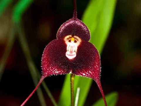 "Monkey Face Orchid Flower Seeds, Planting - 100 pcs" - Flower seeds