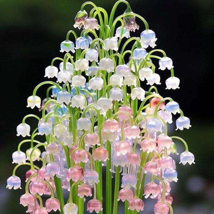 Bag Bell Orchid Flower Seeds, Planting