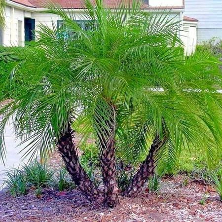 Pygmy Date Palm House Plant Seeds