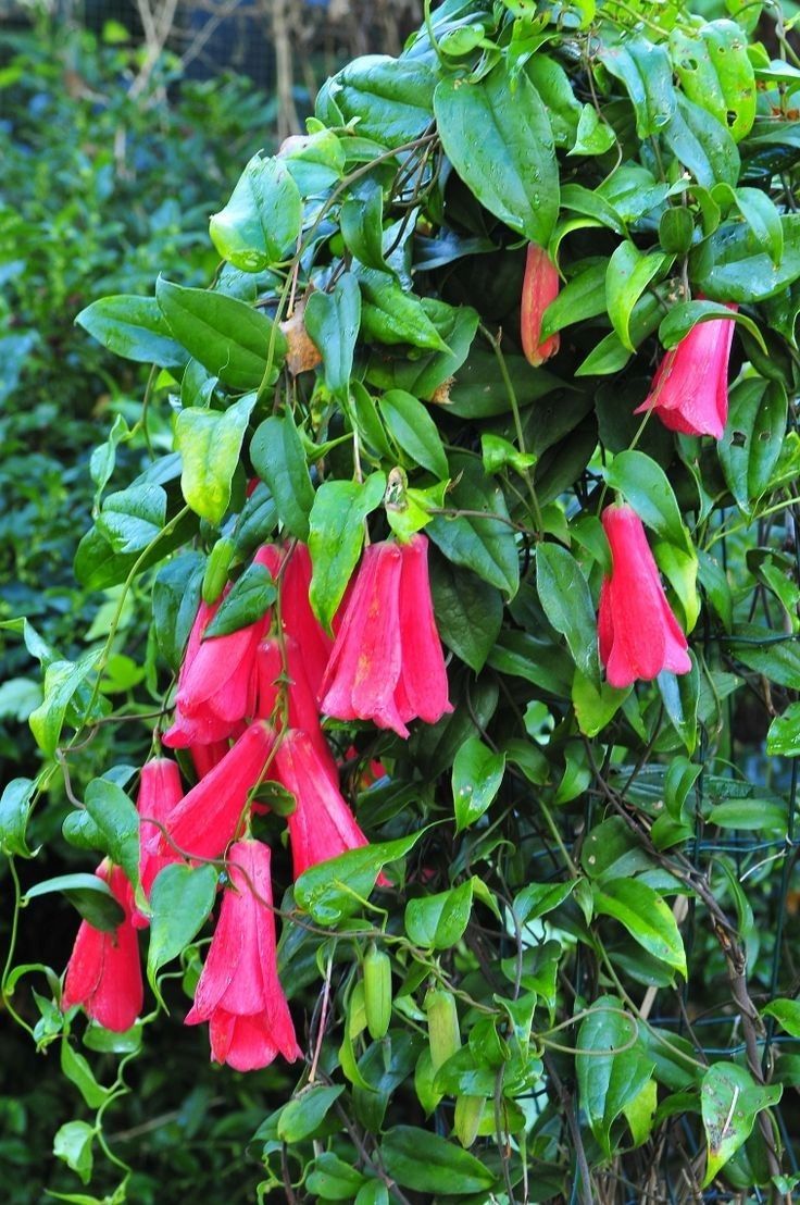 LAPAGERIA ROSEA - Graines de qualité supérieure pour la beauté florissante et l'élégance délicate de votre jardin !