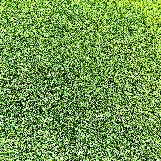 Zoysia-Grassamen für Rasen, Golfplätze und Landschaftsgestaltung – 1/8 Pfund