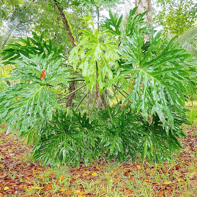 Lacy Tree Philodendron Seeds - Broadleaf Evergreen Tropical Plant for Indoor/Outdoor Gardens, GMO-Free - 15 Pcs