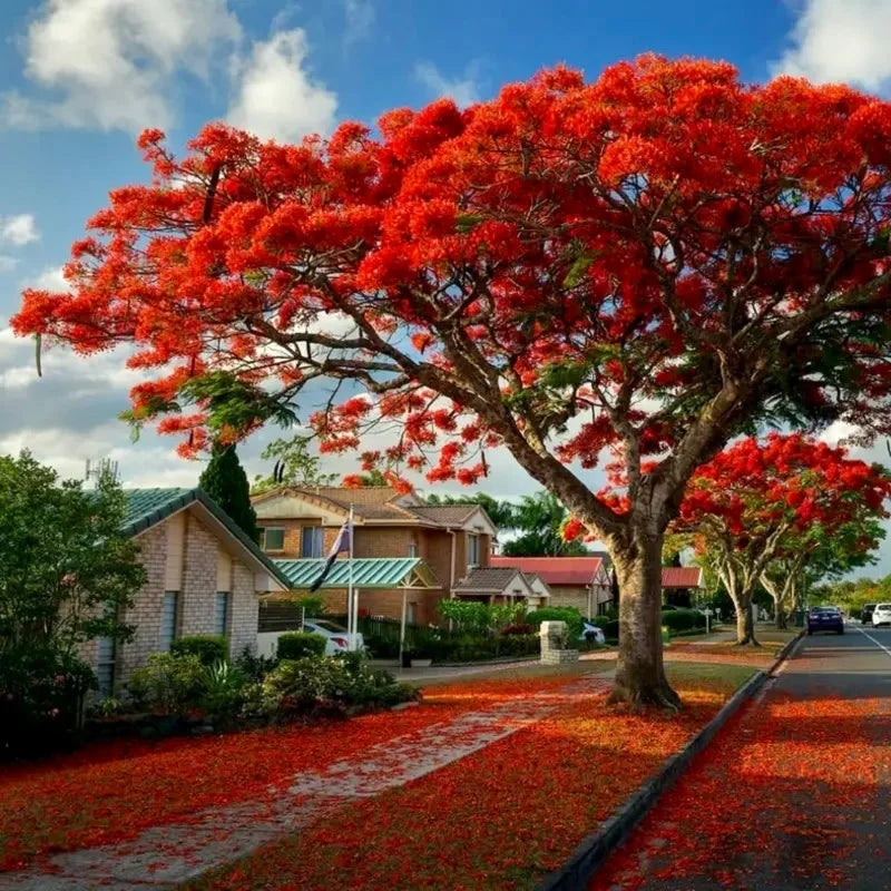 Flamboyant Flame Tree Seeds, Delonix Regia, 100 pcs for Planting - Plant Seeds