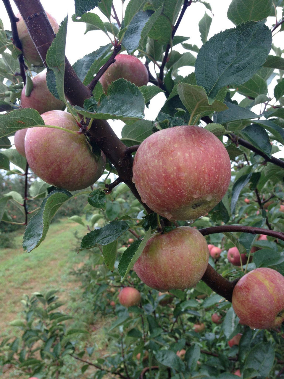 Stayman Winesap Apple Seeds for Planting – Tart, Spicy & Flavorful Heirloom Apples