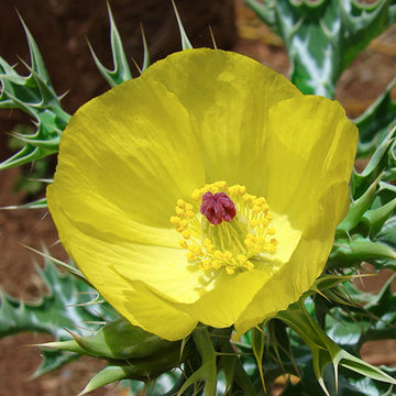 植え付け用 Argemone Subfusiformis 花の種: 目の肥えた植物愛好家のための絶妙な園芸の驚異