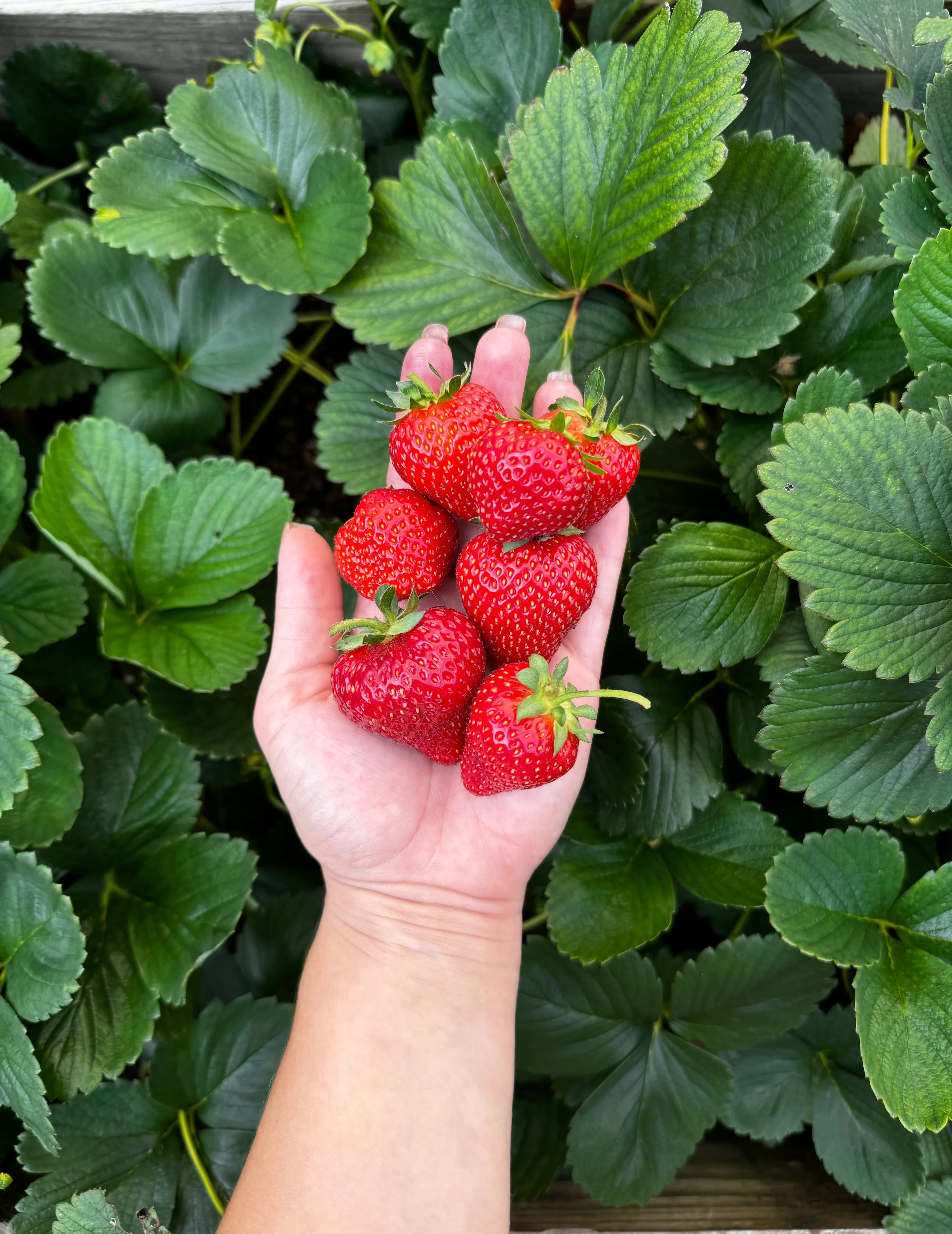 Mara des Bois Strawberry Seeds for Planting – Everbearing, Aromatic & Sweet Berries