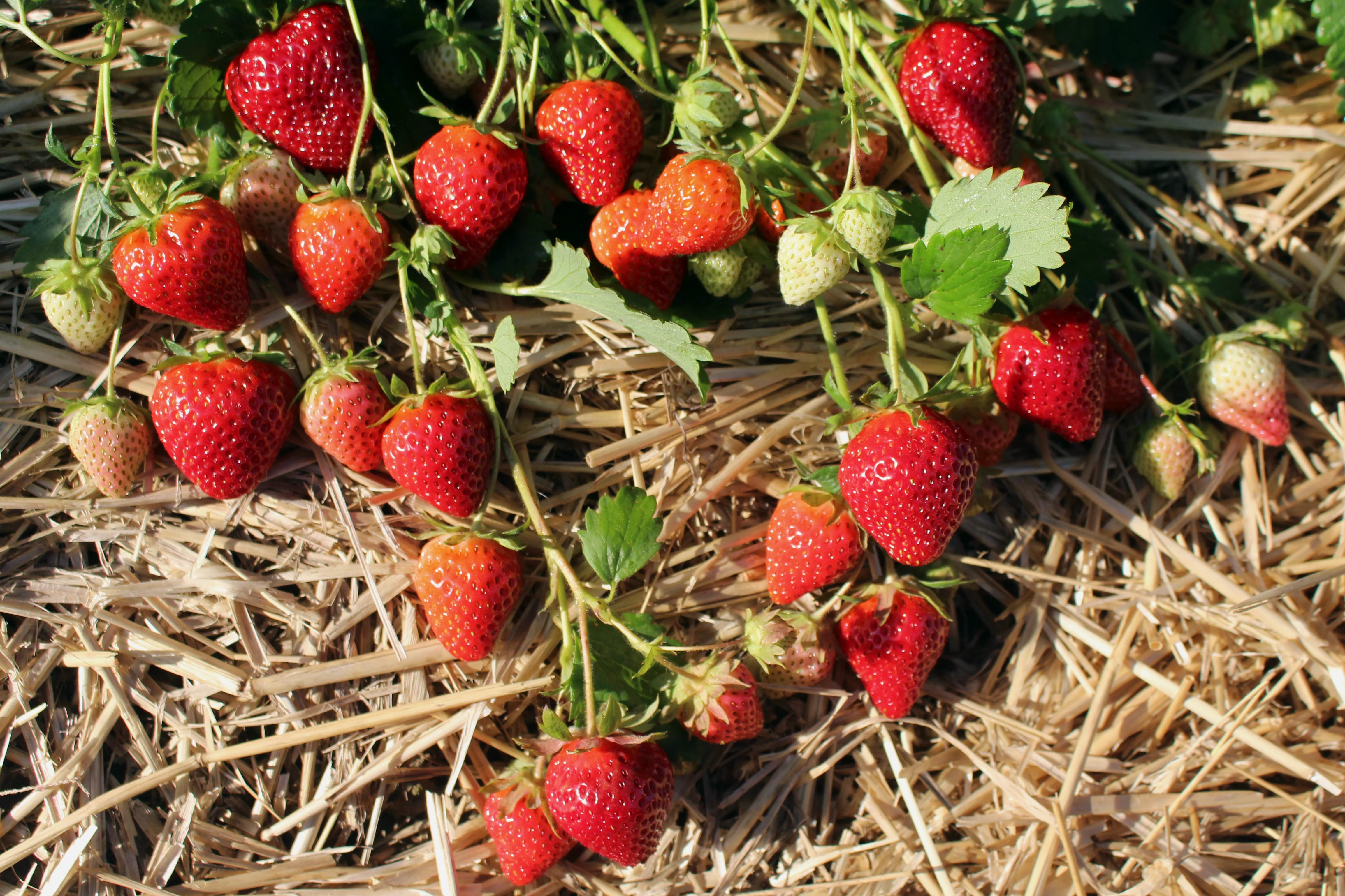 Allstar Strawberry Seeds for Planting – Sweet, Juicy & High-Yield Berries