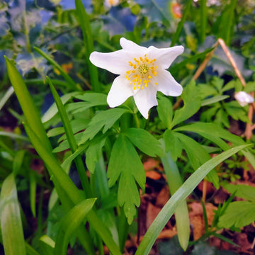 Wood Anemone (Anemone nemorosa) Seeds For Planting, Delicate Spring-Blooming Perennial for Shade Gardens, Ideal for Woodland Landscapes and Naturalizing in Moist, Well-Drained Soils