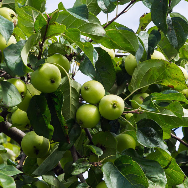 Antonovka Apple (Malus domestica) – Seeds