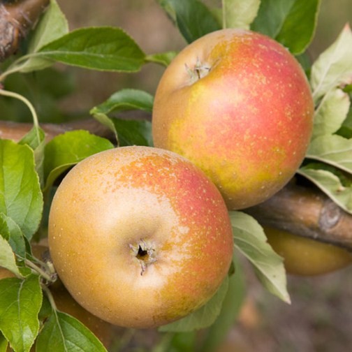 Egremont Russet Apple Seeds for Planting – Crisp, Nutty & Sweet Heirloom Apples