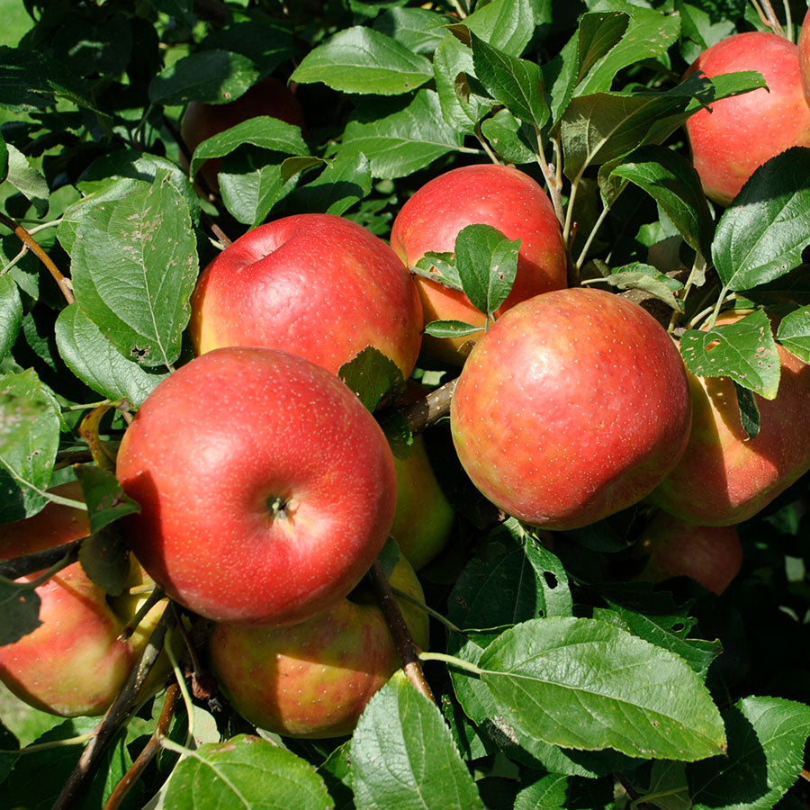 Honeycrisp Apple Seeds for Planting – Grow Crisp & Juicy Apple Trees