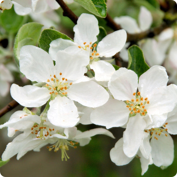 Sargent's Crabapple (Malus sargentii) – Apple Seeds