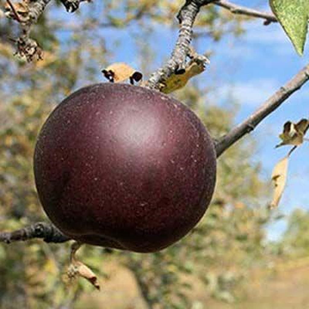 Arkansas Black Apple Seeds for Planting – Crisp, Sweet & Long-Storing Apple Trees