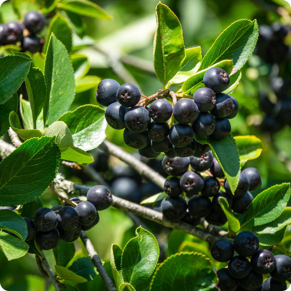 Aronia Berry (Aronia melanocarpa / Black Chokeberry) – Seeds