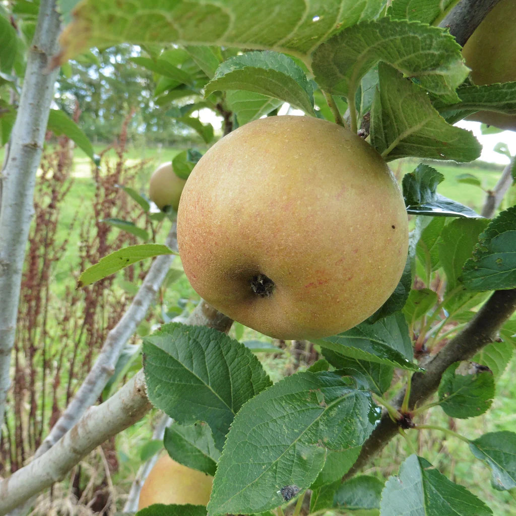 Ashmead’s Kernel Apple Seeds for Planting – Sweet-Tart  Apples