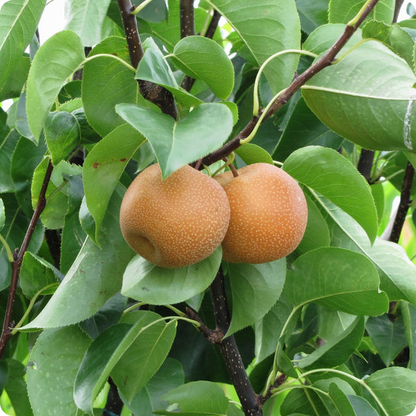 Asian Pear Tree (Pyrus pyrifolia) – Seeds