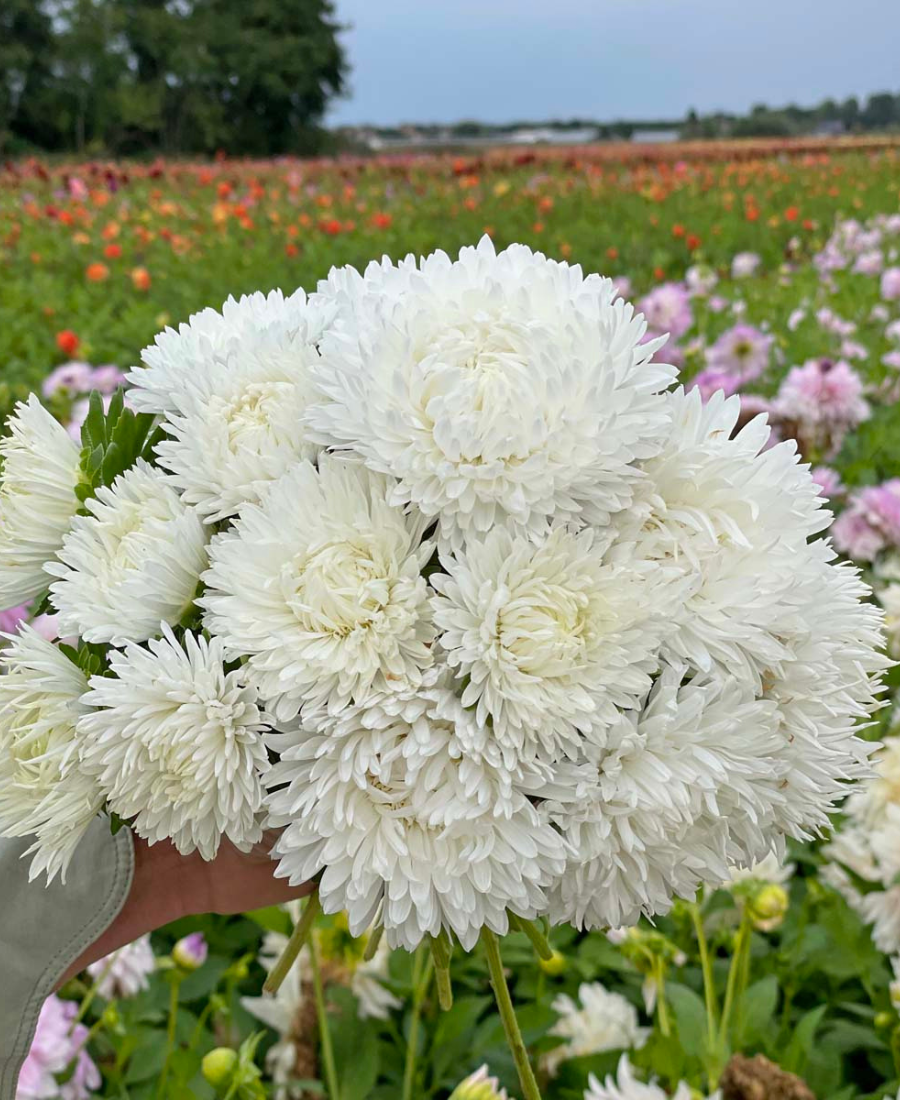 White Aster Flower Seeds,Elegant Pure Blooms, Easy to Grow, Non-GMO