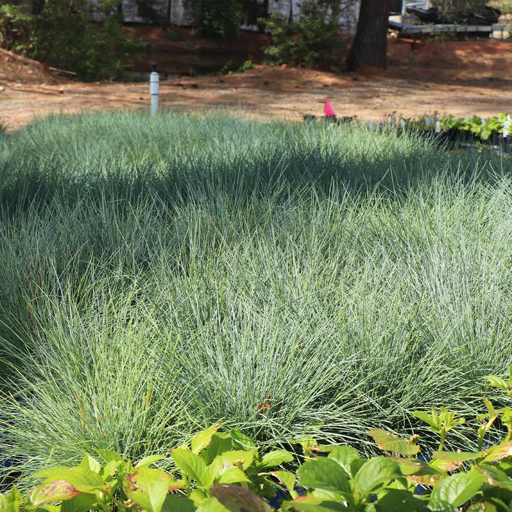 Blue Fescue Ornamental Grass Seeds - Festuca Perennial, Drought Tolerant, Sun or Shade - 50+ Pieces