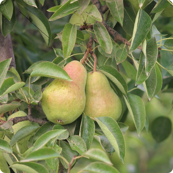 Bartlett Pear Tree (Pyrus communis) – Seeds