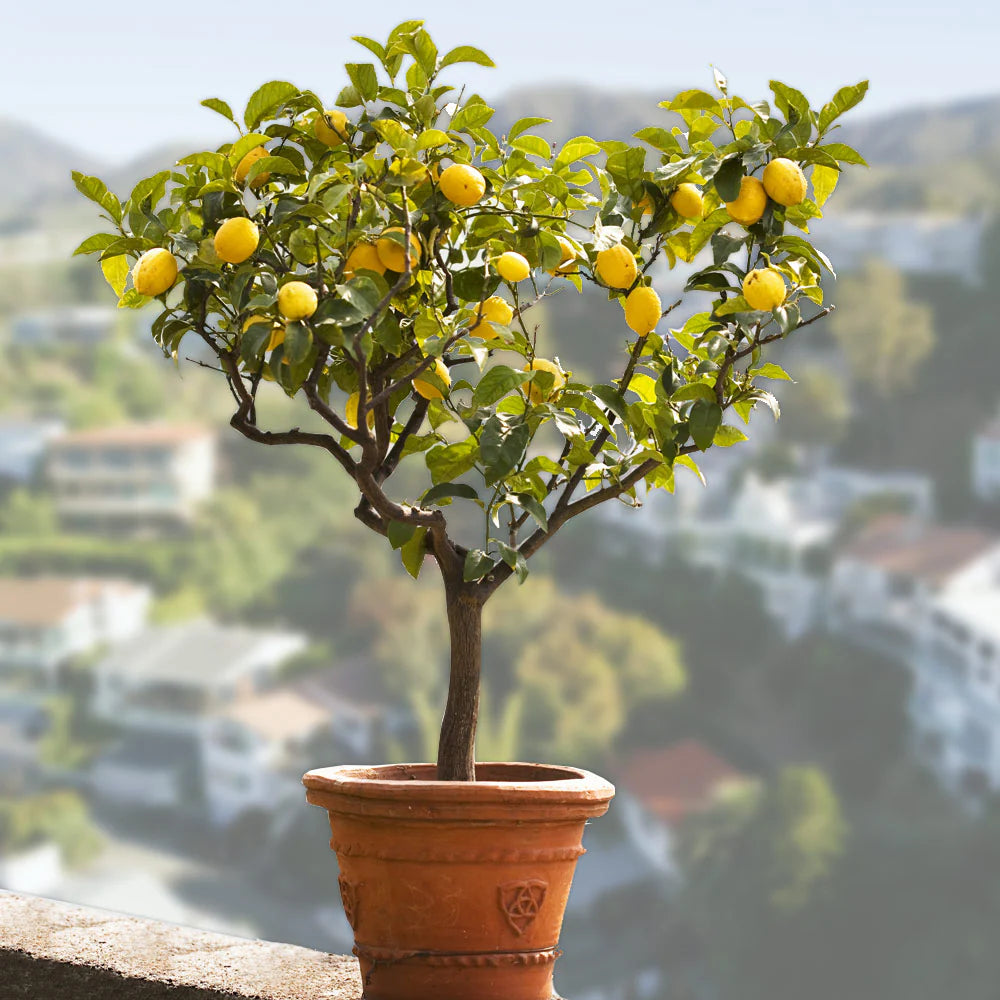 Bearss Lemon Seeds for Planting – Grow Juicy Citrus Trees at Home