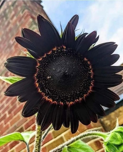 Fresh Deep Black Sunflower Seeds for Garden Planting - 50