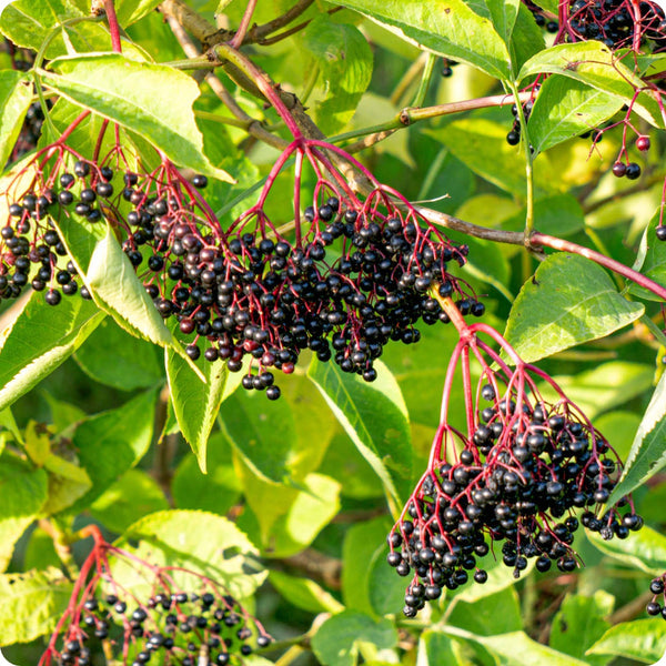 Black Elderberry (Sambucus nigra) – Seeds