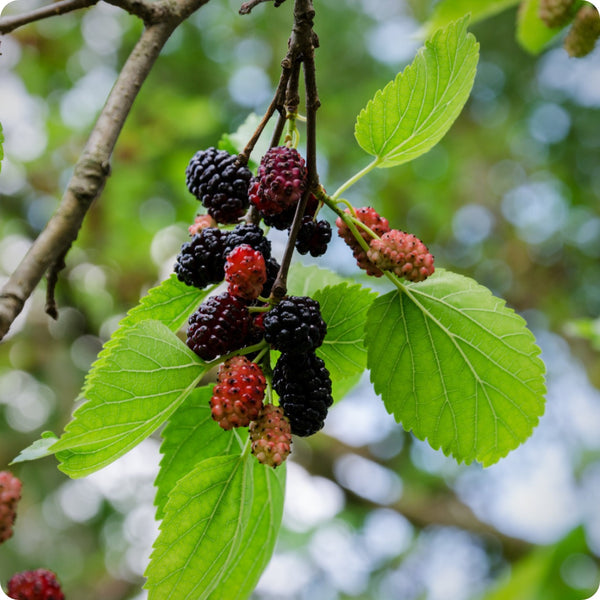 Black Mulberry (Morus nigra) – Seeds