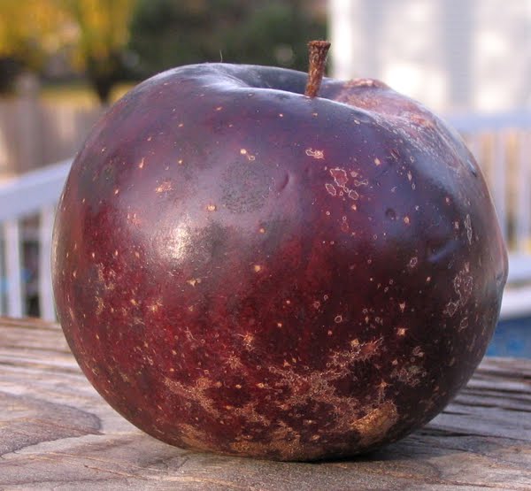 Black Oxford Apple Seeds for Planting – Dark Skin & Excellent Winter Keeper