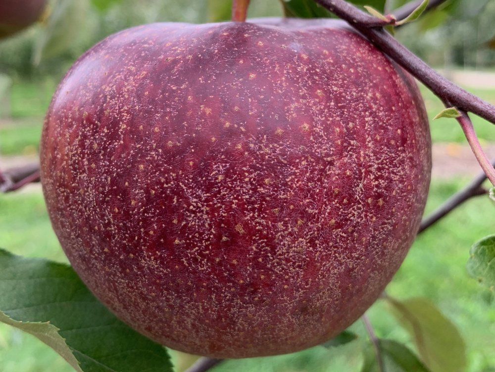 Black Oxford Apple Seeds for Planting – Dark Skin & Excellent Winter Keeper