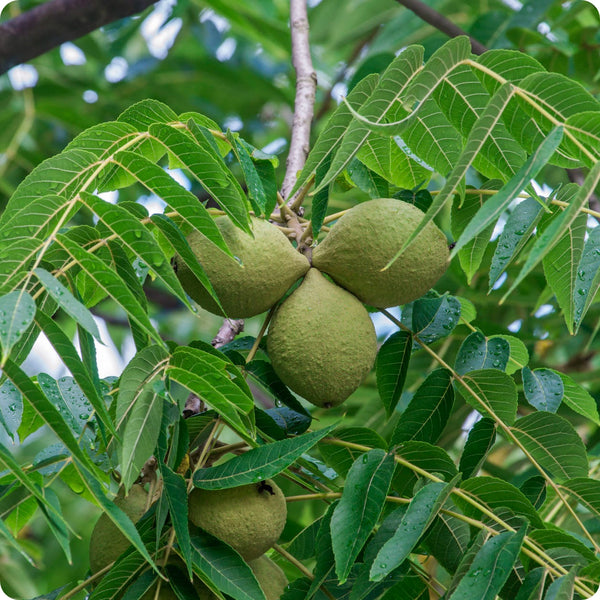 Black Walnut Tree (Juglans nigra) – Seeds