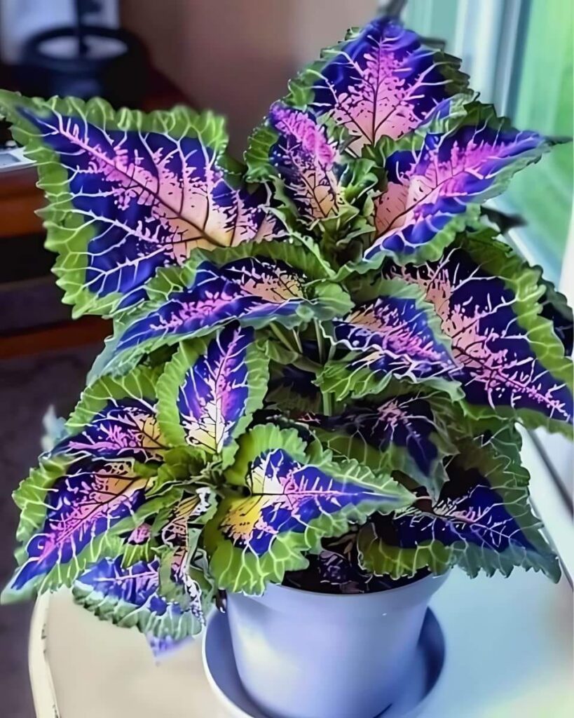 Rare Coleus Ornamental Plant with Vibrant Foliage for Gardens and Containers – 100Pcs