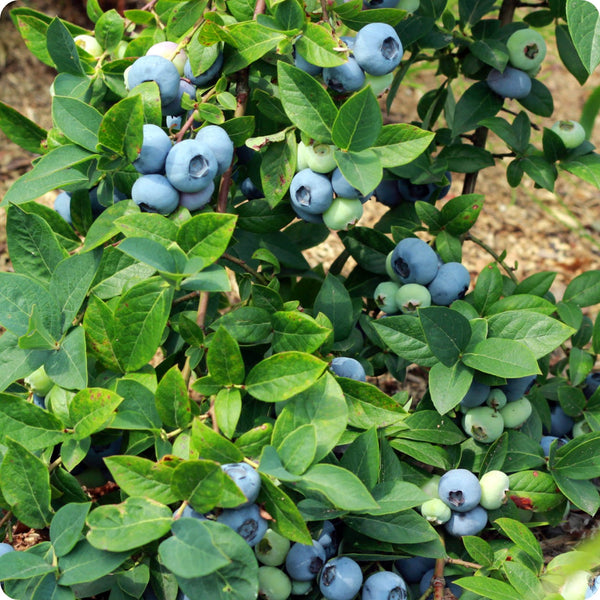 High-Bush Blueberry (Vaccinium corymbosum) – Seeds