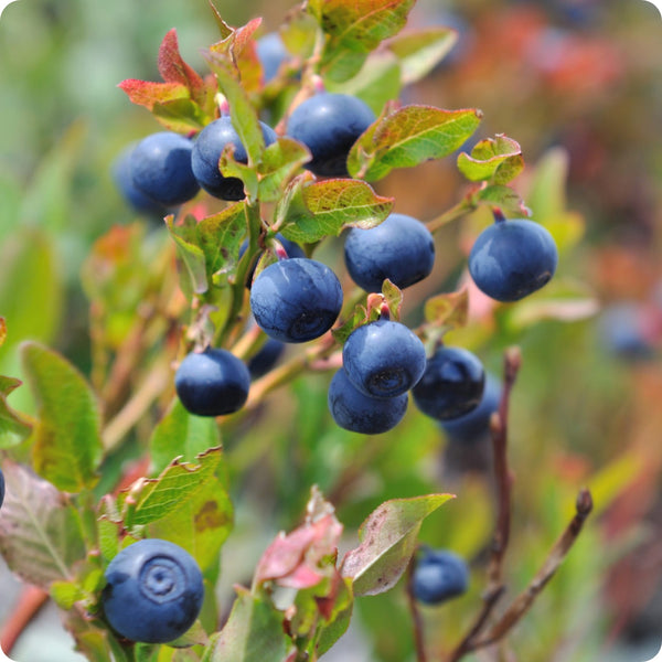 Low-Bush Wild Blueberry (Vaccinium angustifolium) – Seeds