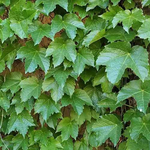 Green Boston Ivy Seeds, Growing Boston Ivy from Seed, Climbing Plant Seeds