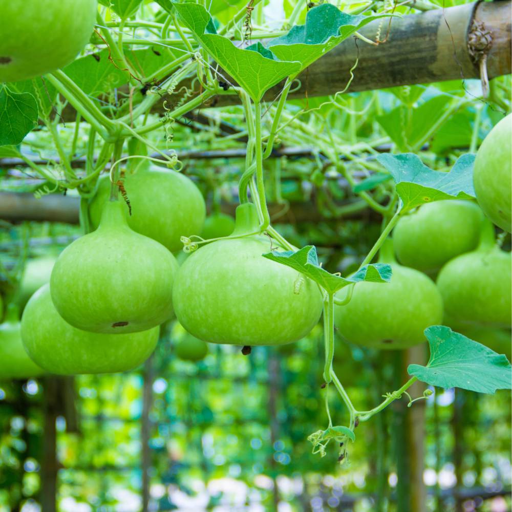 Bottle Gourd Round Seeds - Premium Quality for Planting and Gardening