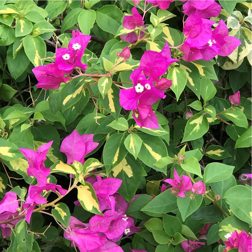 Frische Bougainvillea-Blumensamen zum Einpflanzen – leuchtend rosa Blüten