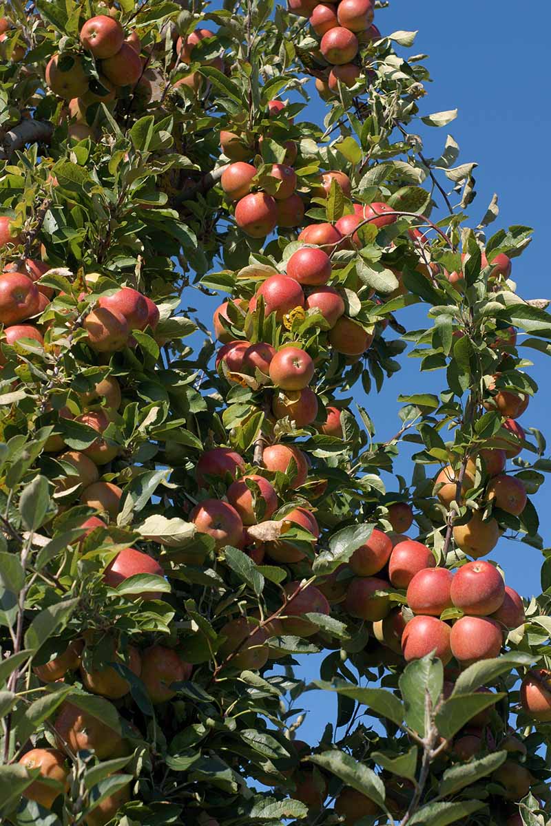 Braeburn Apple Seeds for Planting – Sweet & Tart Crisp Apple Trees