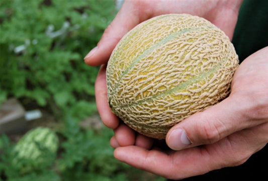 Minnesota Midget Cantaloupe Seeds