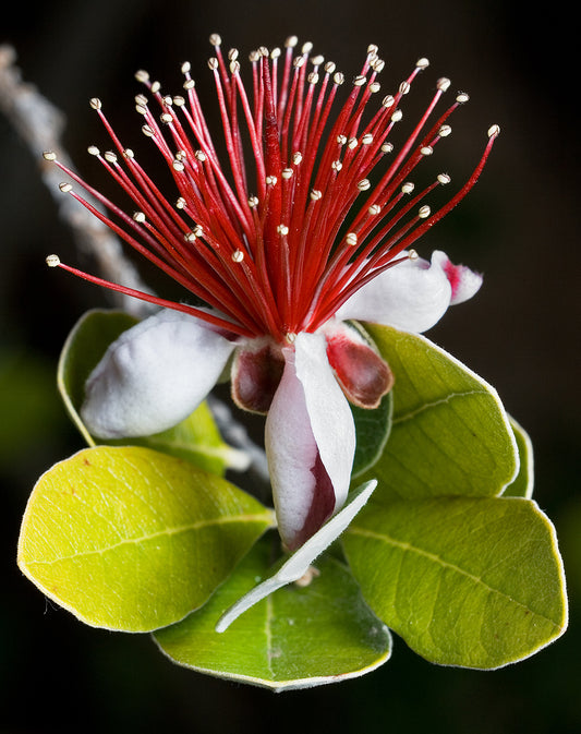 Pineapple Guava Fruit Seeds