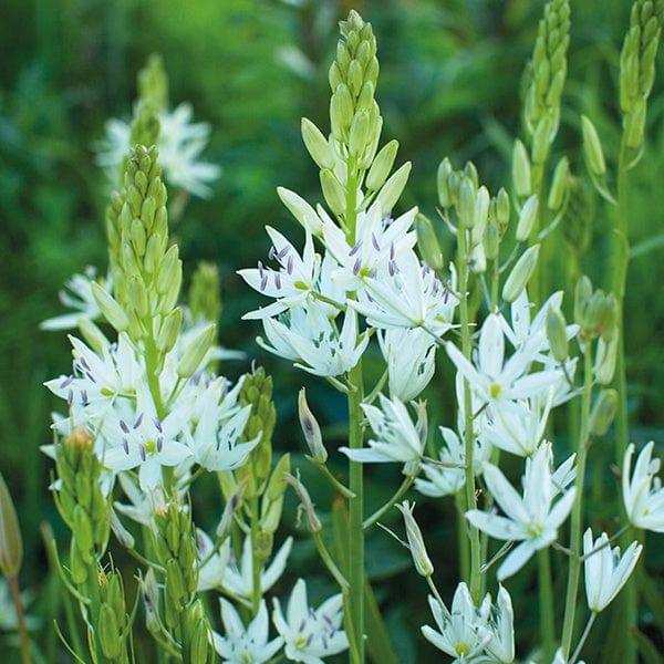 Camassia C. Leichtlinii Alba Blumensamen zum Anpflanzen, elegante weiße Camassia für eine schöne und anmutige Gartendekoration