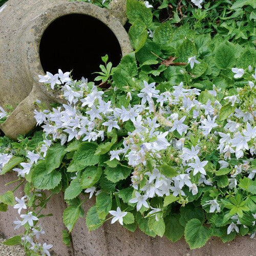 Campanula Poscharskyana Var. Lanata Samen zum Anpflanzen: Bezaubernde Glockenblume für Ihre Gartenoase | Kaufen Sie einzigartige Gartenfreuden