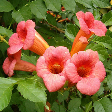 Campsis Radicans Samen zum Anpflanzen: Lebendige Trompetenwinde für Ihre Gartenoase – Entdecken Sie Wachstum, Pflege und Schönheit mit dieser robusten Kletterpflanze